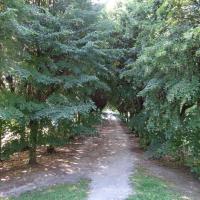 Aleja 100-letnich lip, Marcin_Henioo