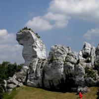 wielbłąd, Magdalena