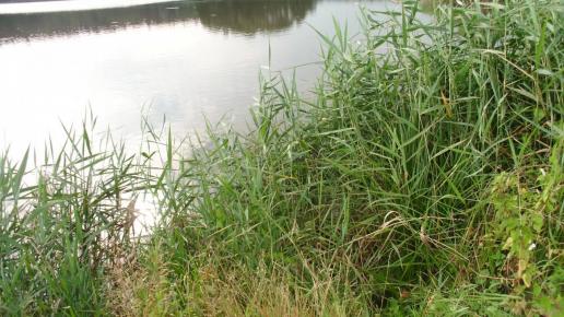 , mokunka