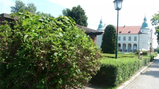 , mokunka