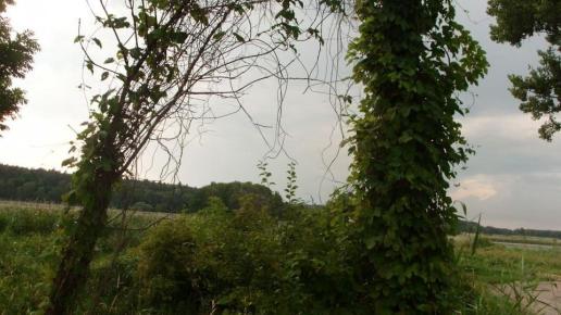 , mokunka