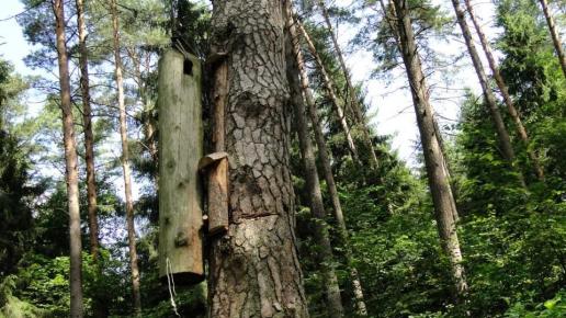 leśna barć zabezpieczona przed niedźwiedziami, toja1358