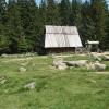 , wojtek