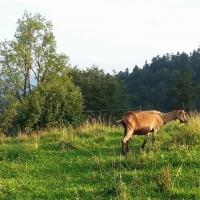 Dz7: Za Dzwonkówką-w stronę Przehyby, DoRi