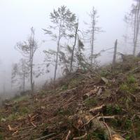 Dz8: Szlak na Radziejową, DoRi