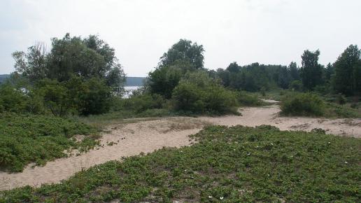 , wojtek