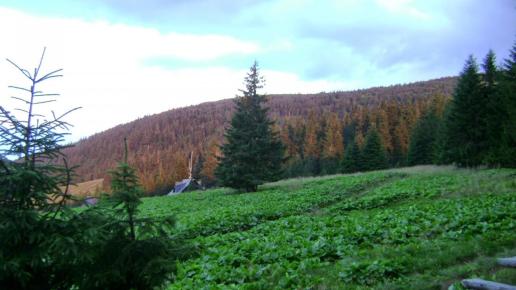 Dz3: Wieczór na Hali Miziowej, DoRi