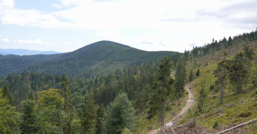 Beskid Sądecki - z Przechyby na Radziejową - zdjęcie