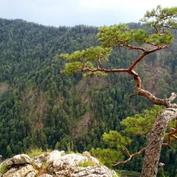 Pieniny - zdjęcie