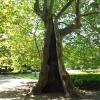 Park Nieborowie, Danusia