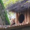 panda mała