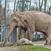 Słonica Magda w Łódzkim zoo