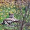 gepard