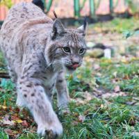 Ryś w zoo łódzkim