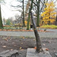 Ćwirek pod Palmiarnią