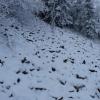 gołoborze przysypany śniegiem, violus