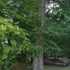park w Krokowej, Danusia