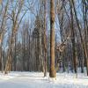 Park Repecki