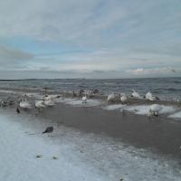 plaża, Danusia