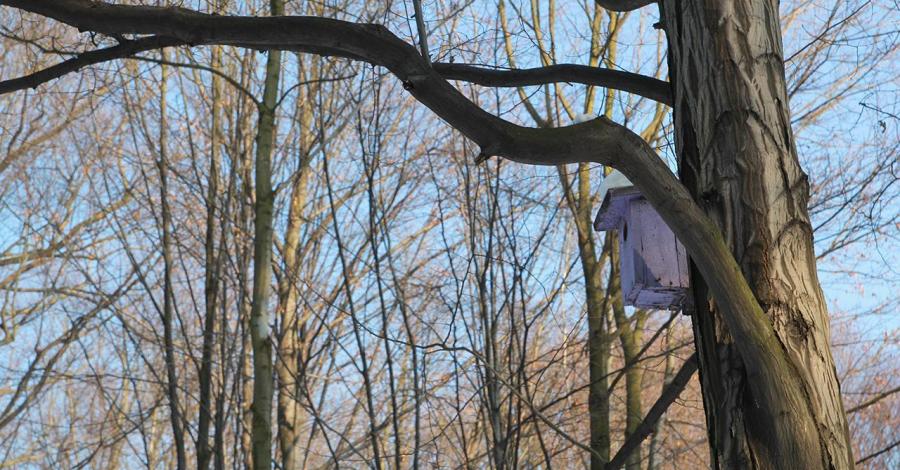 Zimowy Park Repecki - zdjęcie
