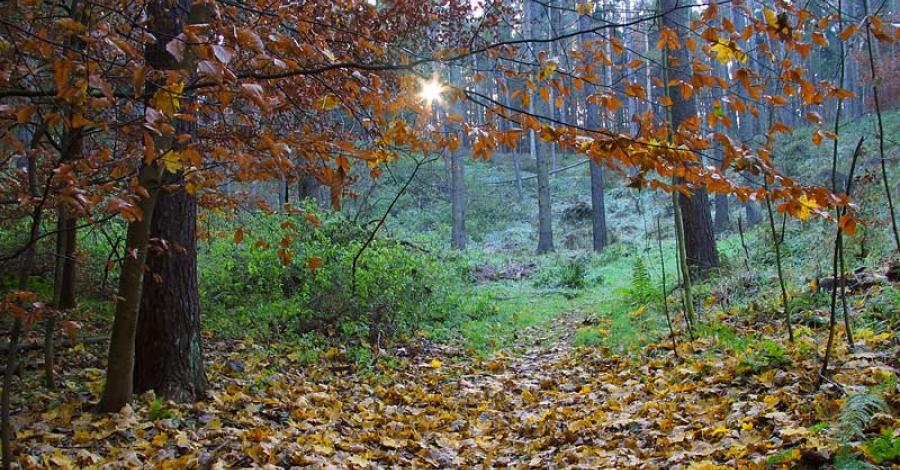 Wycieczka po Sopocie - zdjęcie