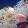 Oceanarium, Joanna