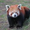 Panda mała