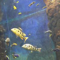 Afrykarium