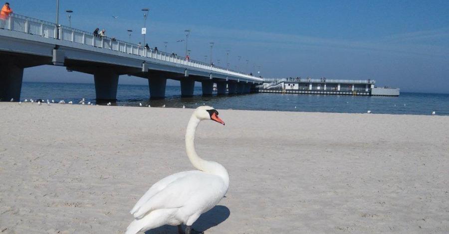 Kołobrzeg w promieniach wiosennego słońca - zdjęcie