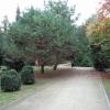 Parkowa alejka, Danusia