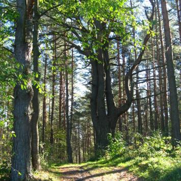 Polanka Horyniecka, Doriska