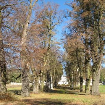 Park przy palacu Losiow w Naolu, Doriska