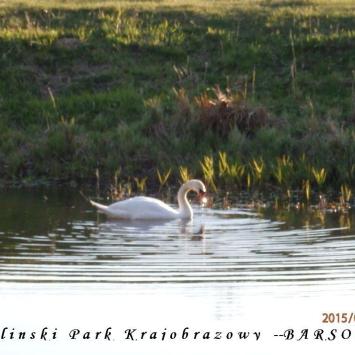 labadz na wylewiskach warty w parku , Barsolis Karol Turysta Kulturowy