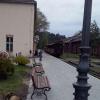 pies ze stacji w Rudach, mokunka