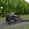 , Pawik