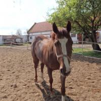 , Barsolis Karol Turysta Kulturowy