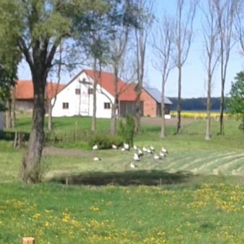 , andrzej_gogolewski Gogolewsk