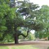 Ogród Botaniczny KEW i 2 nast., Jan Nowak