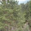 , mokunka