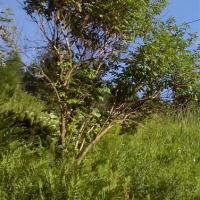 , mokunka