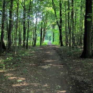 Las Grodziecki, Roman Świątkowski