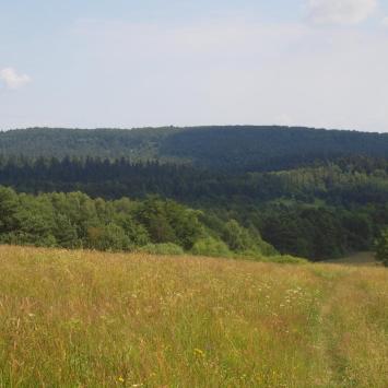 Ale łąki piękne, Tadeusz Walkowicz