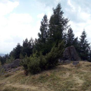, mokunka
