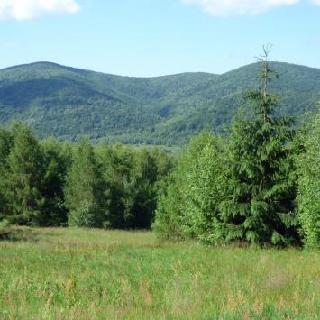 Tarnica - zdjęcie