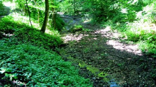 Potok Wedonka płynący Wąwozie, Roman Świątkowski