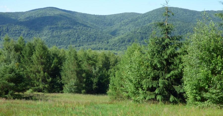 Tarnica - zdjęcie
