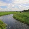 Narew