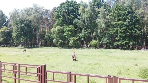 , mokunka