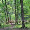Puszcza Białowieska