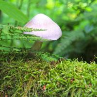 Puszcza Białowieska